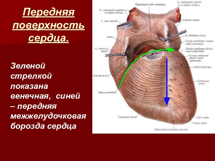 Передняя поверхность сердца. Зеленой стрелкой показана венечная, синей – передняя межжелудочковая борозда сердца