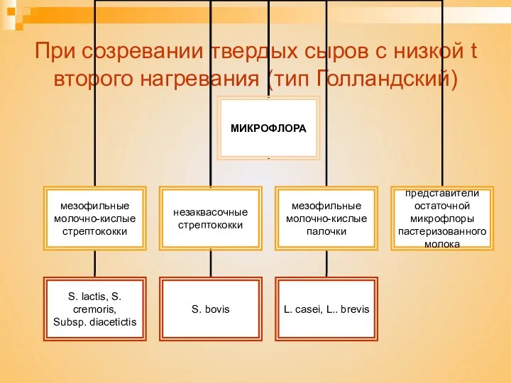 При созревании твердых сыров с низкой t второго нагревания (тип Голландский)