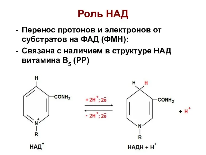 Роль НАД Перенос протонов и электронов от субстратов на ФАД