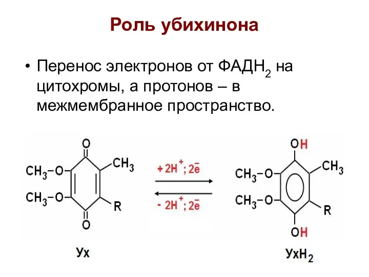 Роль убихинона Перенос электронов от ФАДН2 на цитохромы, а протонов – в межмембранное пространство.