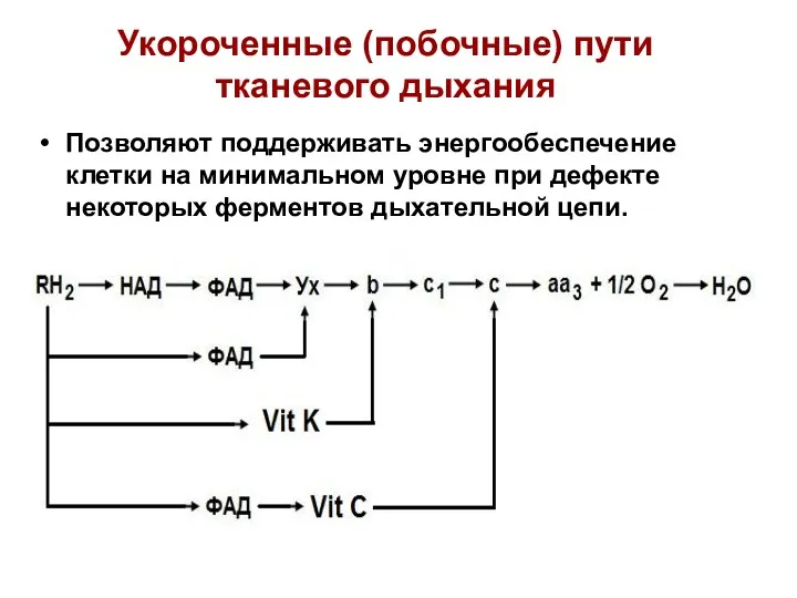 Укороченные (побочные) пути тканевого дыхания Позволяют поддерживать энергообеспечение клетки на