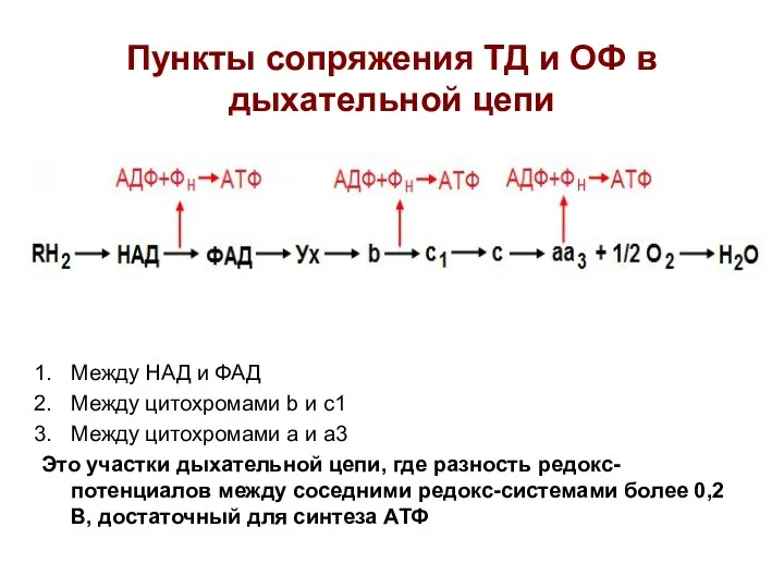 Пункты сопряжения ТД и ОФ в дыхательной цепи Между НАД