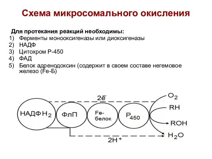 Схема микросомального окисления Для протекания реакций необходимы: Ферменты монооксигеназы или