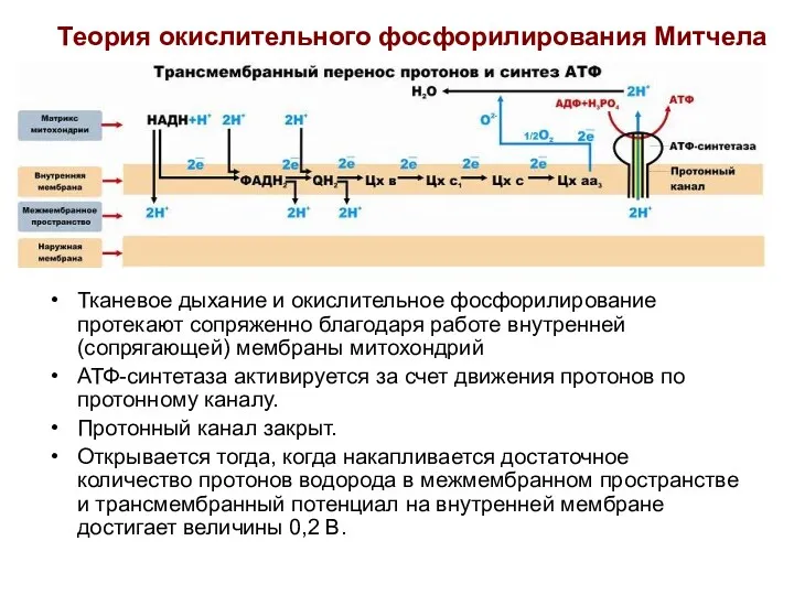 Теория окислительного фосфорилирования Митчела Тканевое дыхание и окислительное фосфорилирование протекают