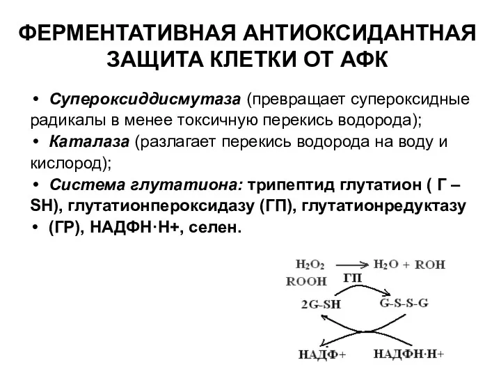 ФЕРМЕНТАТИВНАЯ АНТИОКСИДАНТНАЯ ЗАЩИТА КЛЕТКИ ОТ АФК Супероксиддисмутаза (превращает супероксидные радикалы