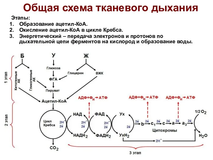 Общая схема тканевого дыхания Этапы: Образование ацетил-КоА. Окисление ацетил-КоА в