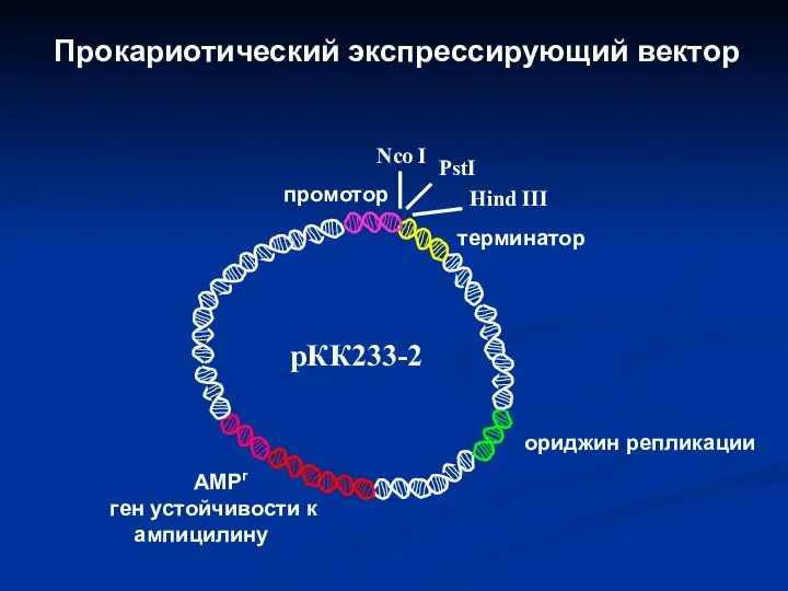 рКК233-2 AMPr ген устойчивости к ампицилину терминатор промотор PstI Hind