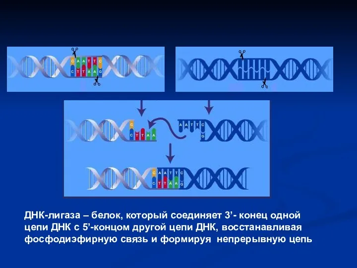 ДНК-лигаза – белок, который соединяет 3’- конец одной цепи ДНК