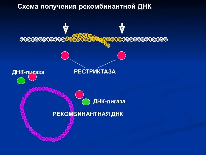 РЕСТРИКТАЗА ДНК-лигаза ДНК-лигаза РЕКОМБИНАНТНАЯ ДНК Схема получения рекомбинантной ДНК