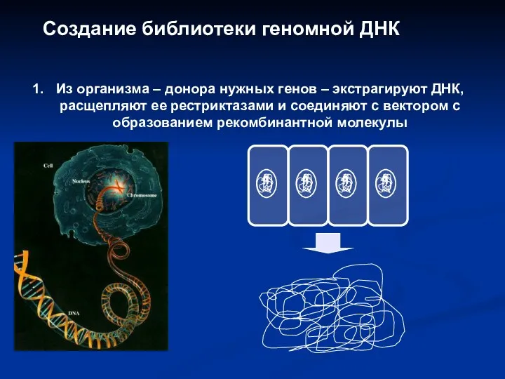 Создание библиотеки геномной ДНК Из организма – донора нужных генов