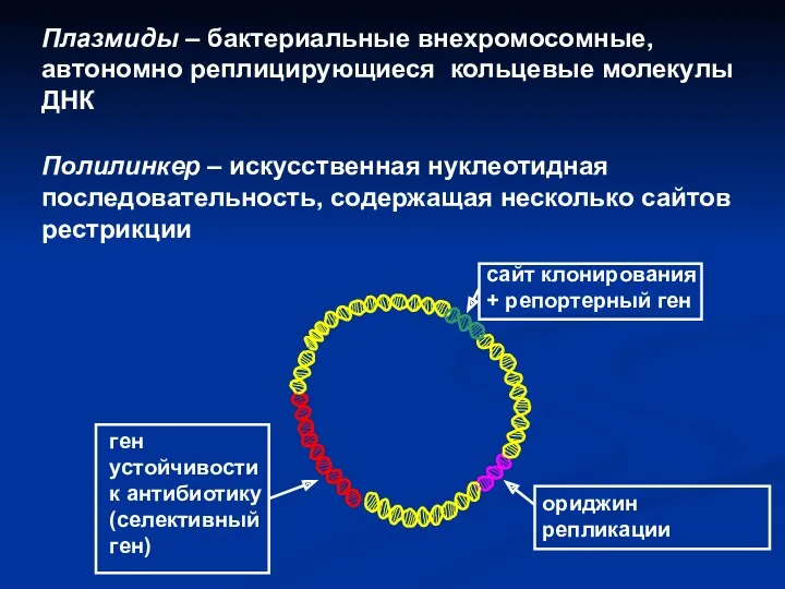 Плазмиды – бактериальные внехромосомные, автономно реплицирующиеся кольцевые молекулы ДНК Полилинкер