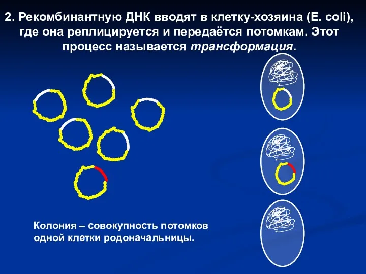 2. Рекомбинантную ДНК вводят в клетку-хозяина (Е. coli), где она