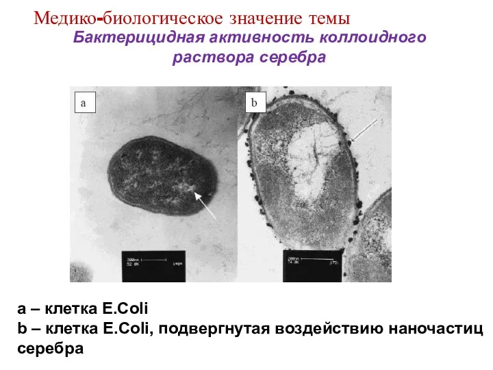 Бактерицидная активность коллоидного раствора серебра a – клетка E.Coli b