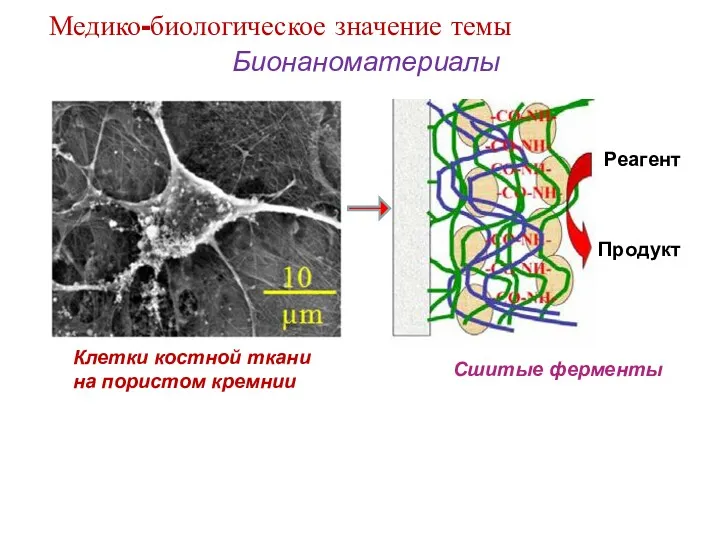 Бионаноматериалы Клетки костной ткани на пористом кремнии Сшитые ферменты Медико-биологическое значение темы Реагент Продукт
