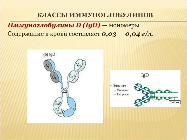 КЛАССЫ ИММУНОГЛОБУЛИНОВ Иммуноглобулины D (IgD) — мономеры Содержание в крови составляет 0,03 — 0,04 г/л.