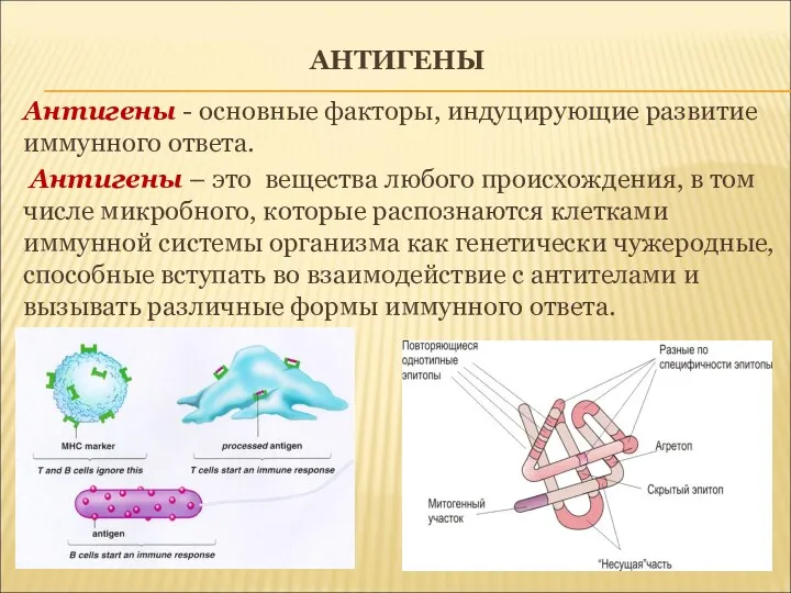 АНТИГЕНЫ Антигены - основные факторы, индуцирующие развитие иммунного ответа. Антигены
