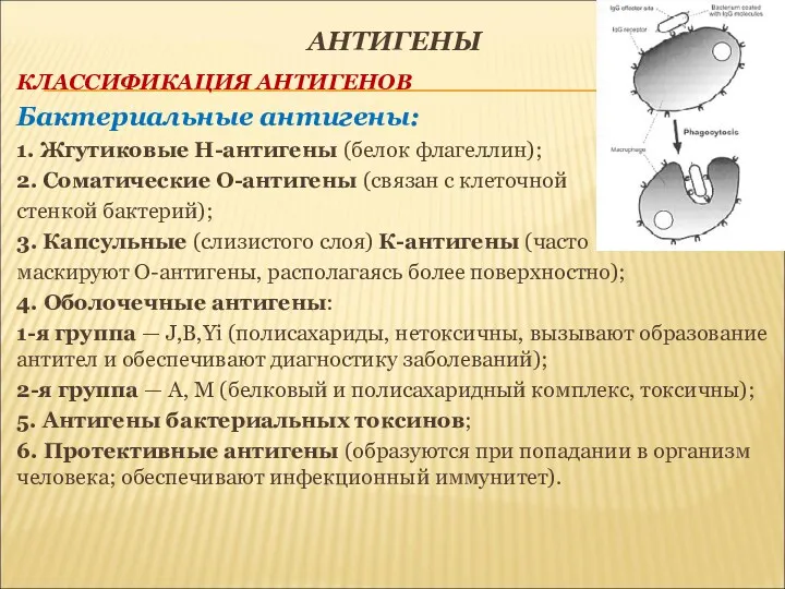 АНТИГЕНЫ КЛАССИФИКАЦИЯ АНТИГЕНОВ Бактериальные антигены: 1. Жгутиковые Н-антигены (белок флагеллин);