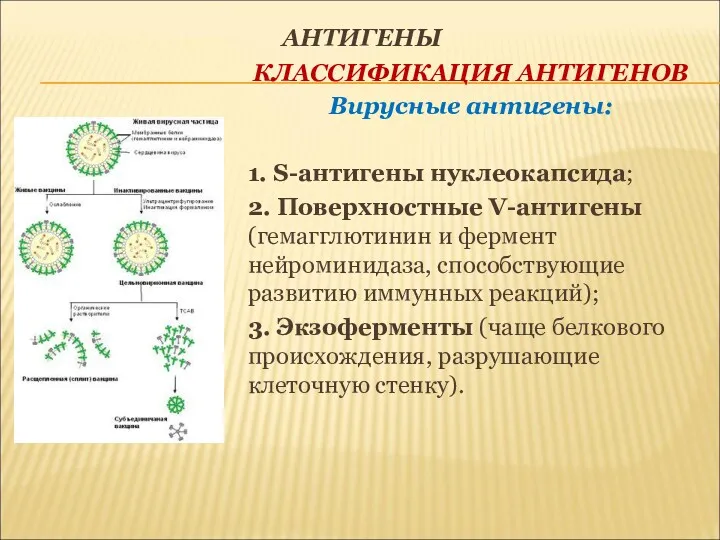 АНТИГЕНЫ КЛАССИФИКАЦИЯ АНТИГЕНОВ Вирусные антигены: 1. S-антигены нуклеокапсида; 2. Поверхностные