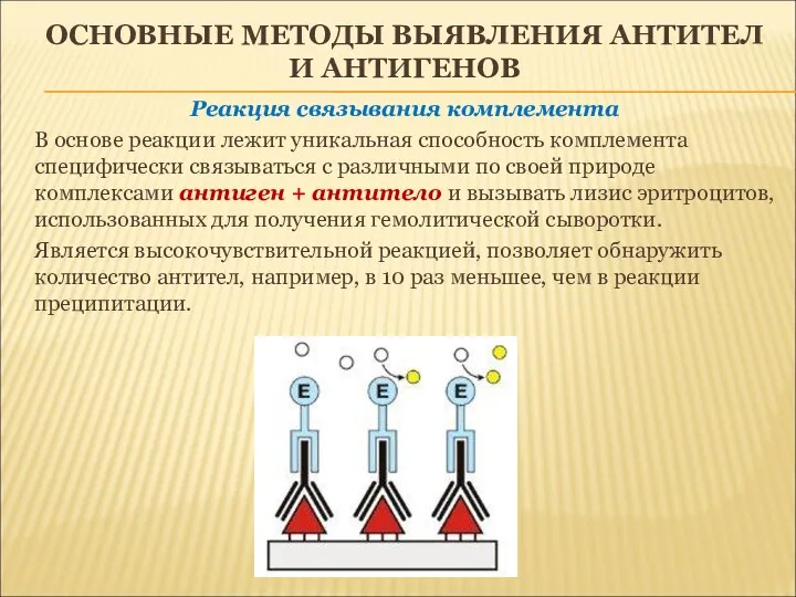 ОСНОВНЫЕ МЕТОДЫ ВЫЯВЛЕНИЯ АНТИТЕЛ И АНТИГЕНОВ Реакция связывания комплемента В