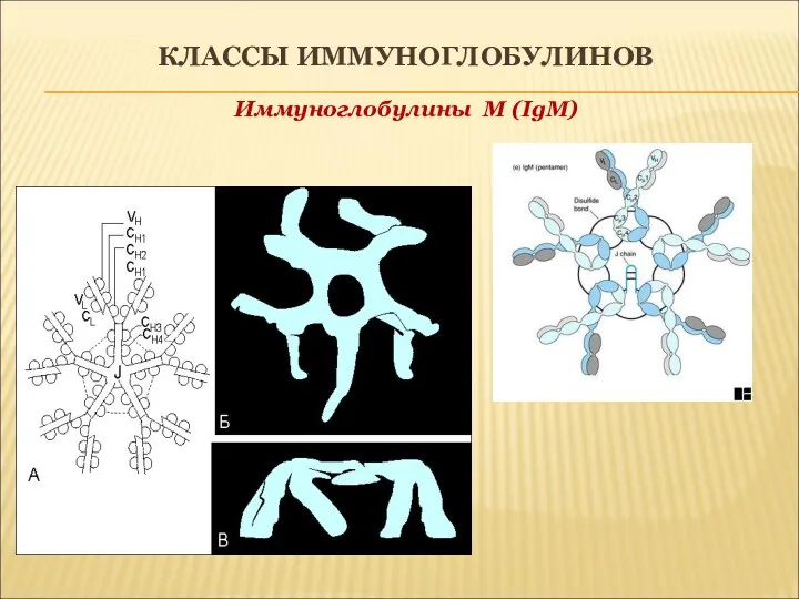 КЛАССЫ ИММУНОГЛОБУЛИНОВ Иммуноглобулины M (IgM)