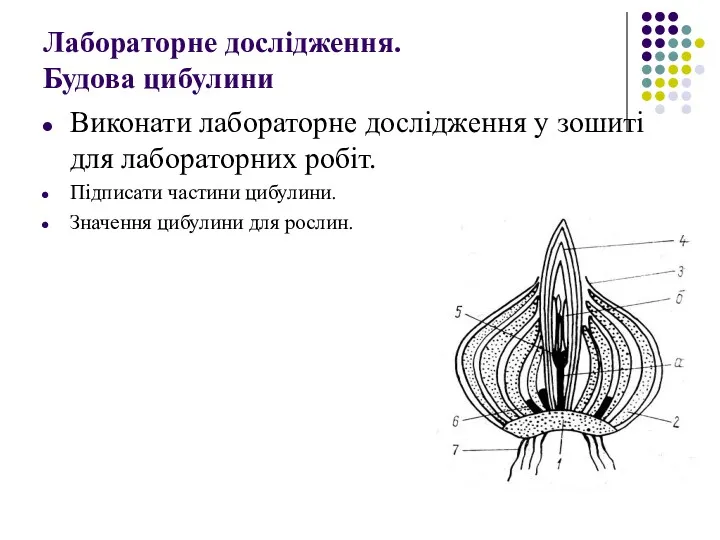 Лабораторне дослідження. Будова цибулини Виконати лабораторне дослідження у зошиті для