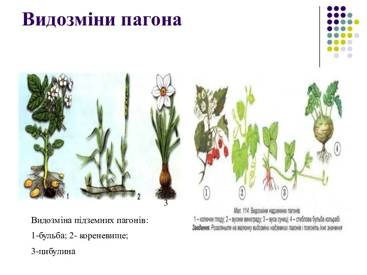 Видозміни пагона Видозміна підземних пагонів: 1-бульба; 2- кореневище; 3-цибулина 3