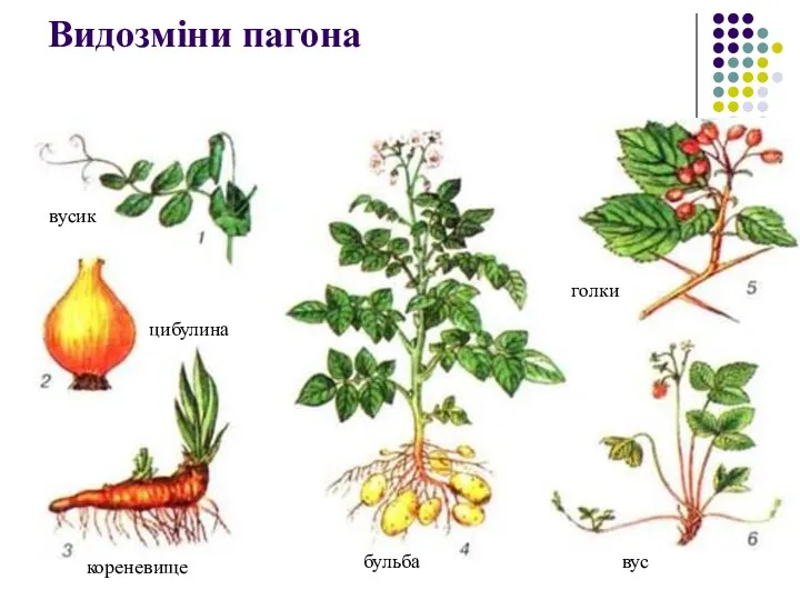 Видозміни пагона вусик цибулина кореневище бульба вус голки