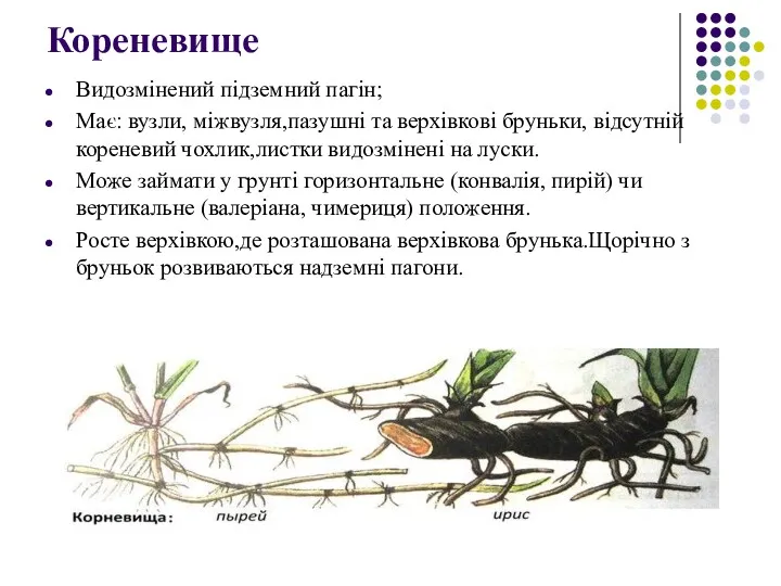 Кореневище Видозмінений підземний пагін; Має: вузли, міжвузля,пазушні та верхівкові бруньки,