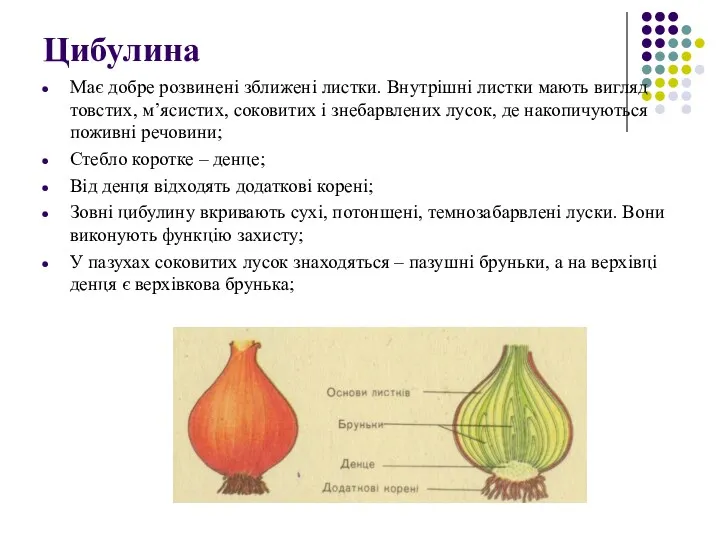 Цибулина Має добре розвинені зближені листки. Внутрішні листки мають вигляд