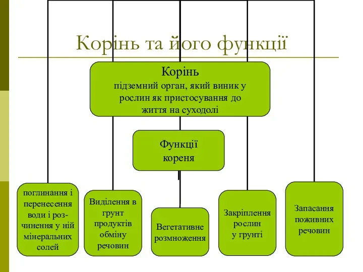 Корінь та його функції