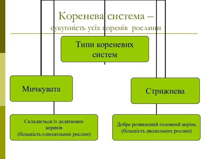 Коренева система – сукупність усіх коренів рослини