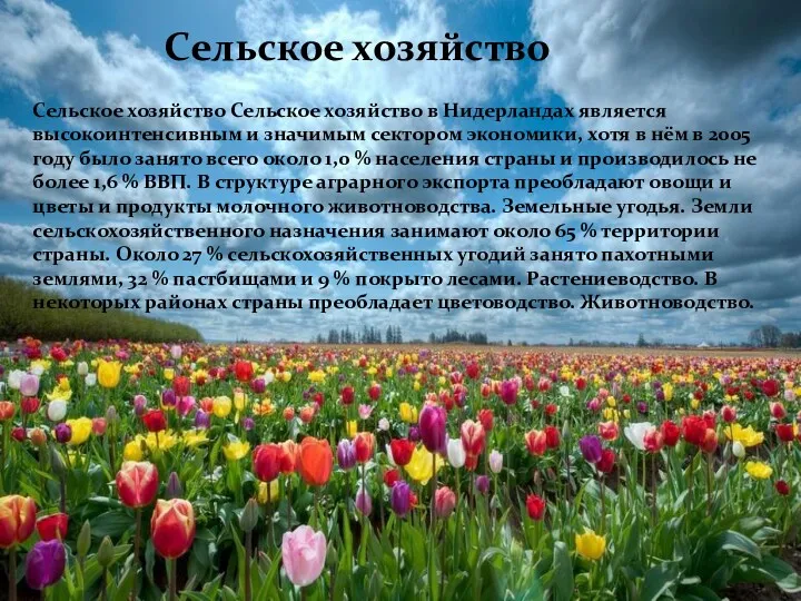 Сельское хозяйство Сельское хозяйство в Нидерландах является высокоинтенсивным и значимым