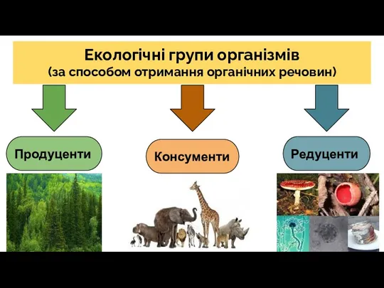 Екологічні групи організмів (за способом отримання органічних речовин) Продуценти Консументи Редуценти