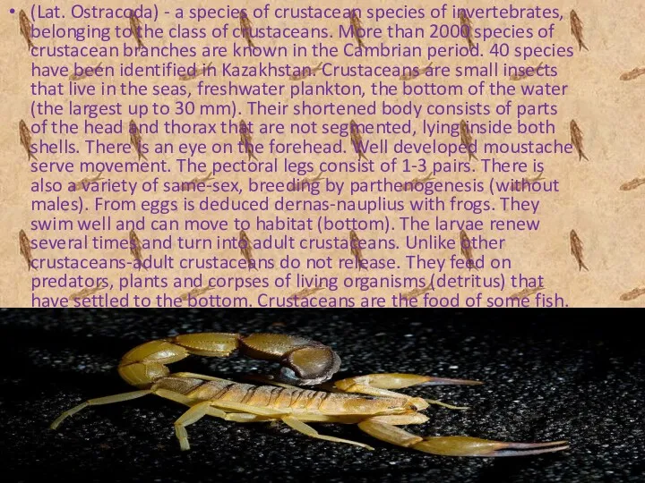 (Lat. Ostracoda) - a species of crustacean species of invertebrates,