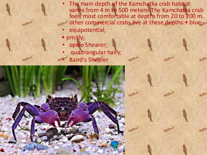 The main depth of the Kamchatka crab habitat varies from