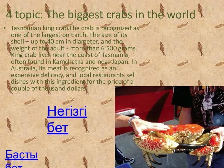 4 topic: The biggest crabs in the world Tasmanian king