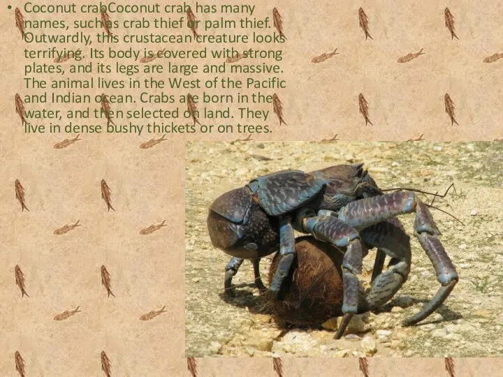 Coconut crabCoconut crab has many names, such as crab thief