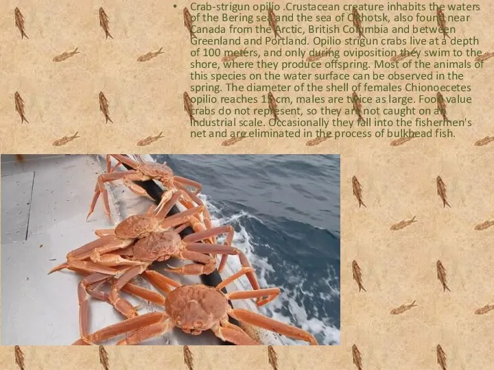 Crab-strigun opilio .Crustacean creature inhabits the waters of the Bering