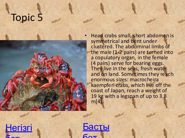 Topic 5 Head crabs small, short abdomen is symmetrical and