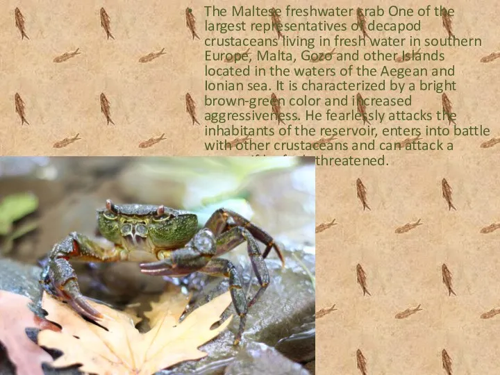 The Maltese freshwater crab One of the largest representatives of