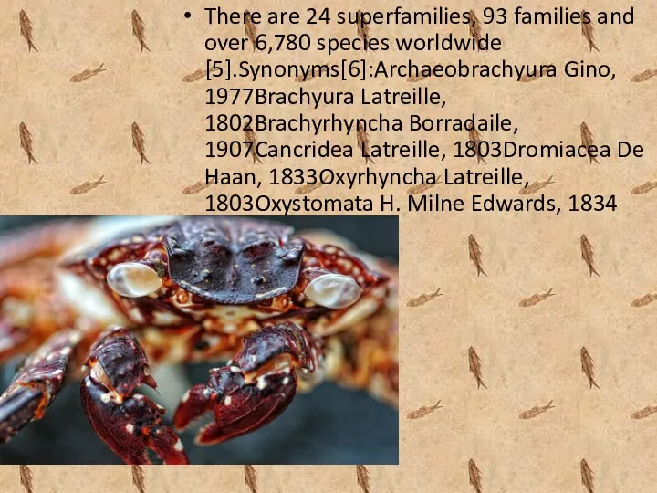 There are 24 superfamilies, 93 families and over 6,780 species