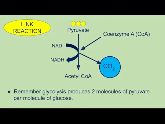 LINK REACTION ● Remember glycolysis produces 2 molecules of pyruvate per molecule of glucose.