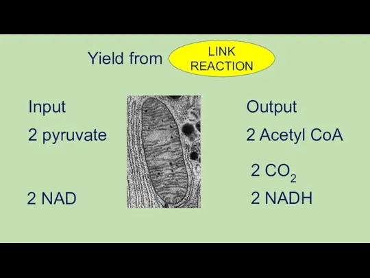 Input Output 2 pyruvate 2 CO2 2 Acetyl CoA 2 NADH 2 NAD