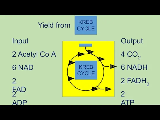 Input Output 2 Acetyl Co A 4 CO2 6 NADH