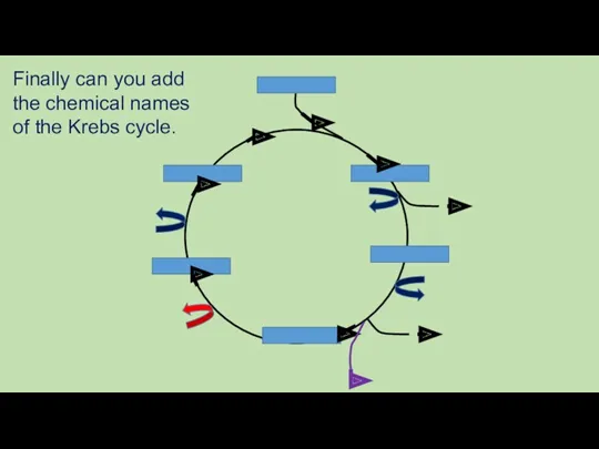 Finally can you add the chemical names of the Krebs cycle.