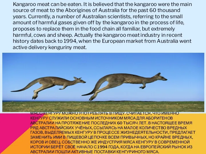 МЯСО КЕНГУРУ МОЖНО УПОТРЕБЛЯТЬ В ПИЩУ. СЧИТАЕТСЯ, ЧТО ИМЕННО КЕНГУРУ