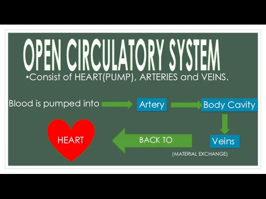 OPEN CIRCULATORY SYSTEM Consist of HEART(PUMP), ARTERIES and VEINS. Blood