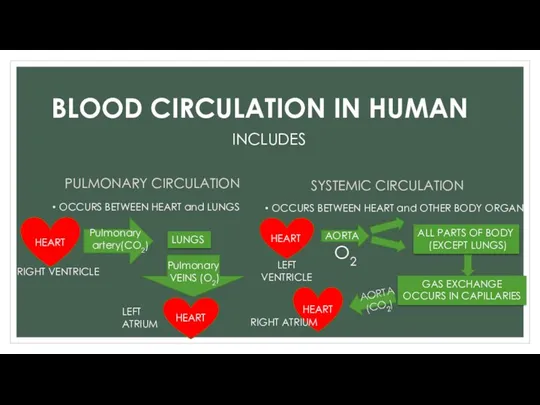 BLOOD CIRCULATION IN HUMAN PULMONARY CIRCULATION OCCURS BETWEEN HEART and