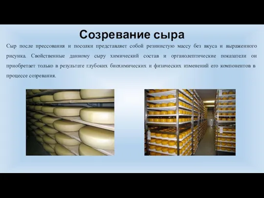 Созревание сыра Сыр после прессования и посолки представляет собой резинистую