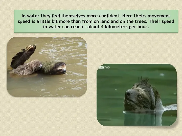 In water they feel themselves more confident. Here theirs movement speed is a